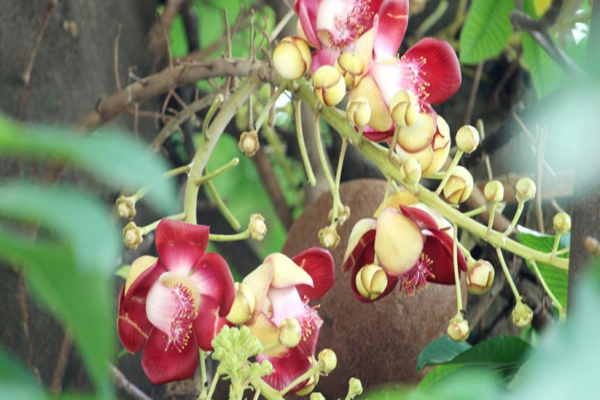 দৃষ্টিনন্দন নাগলিঙ্গম